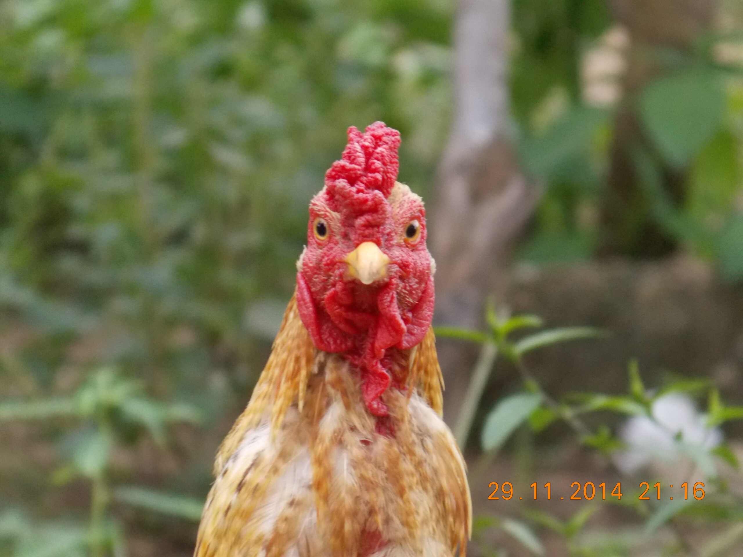 Cara Menggoda Selera dengan Kreasi Kecap: Ayam Kehebatan yang Terpuji
