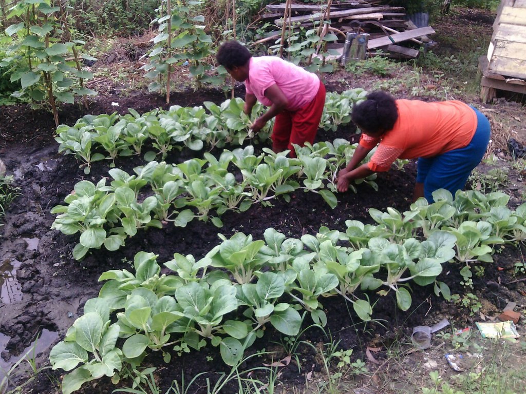 Kebun Kecil, Kehidupan Fleksibel: Menyelami Pesona Rumah Minimalis Berhalaman